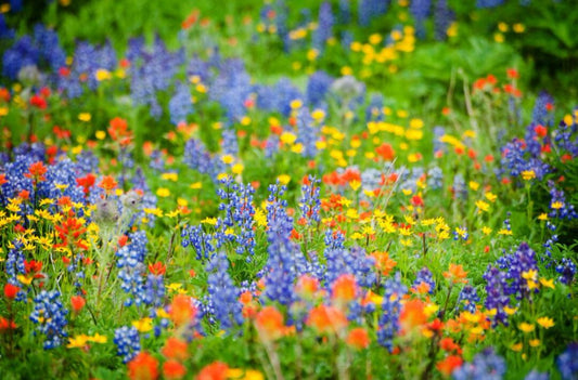 Wildflowers - Photo Credit - Natalie Somekh