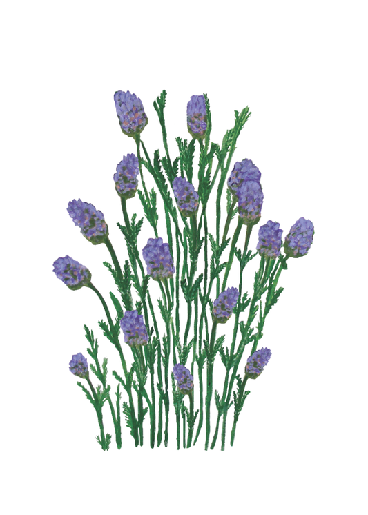 Illustration of lavender flowers on a white background
