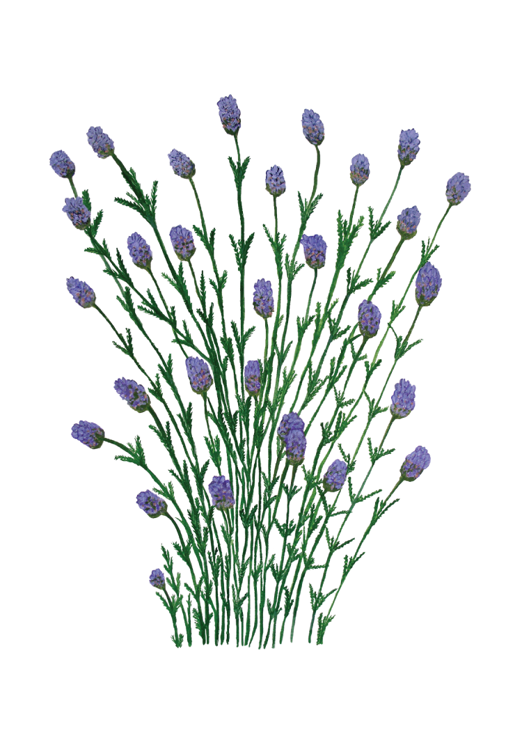 Illustration of a bunch of lavender flowers on a white background