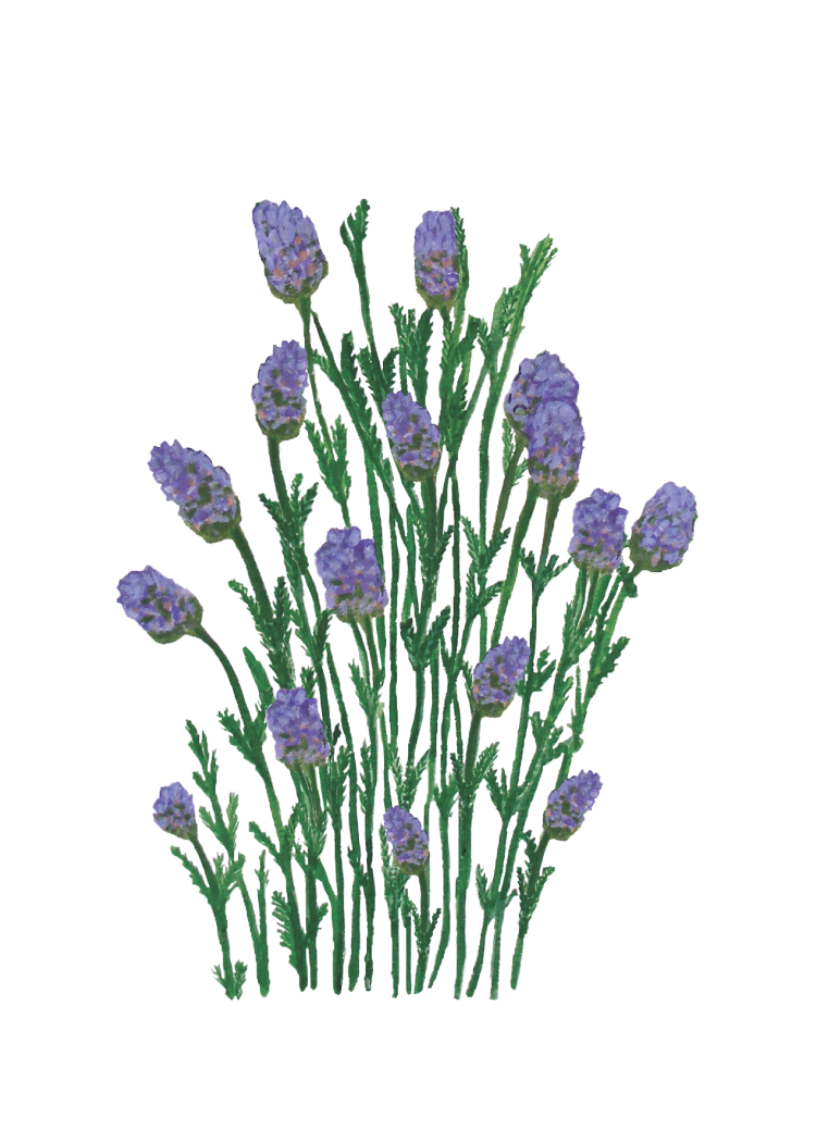 Illustration of lavender flowers on a white background